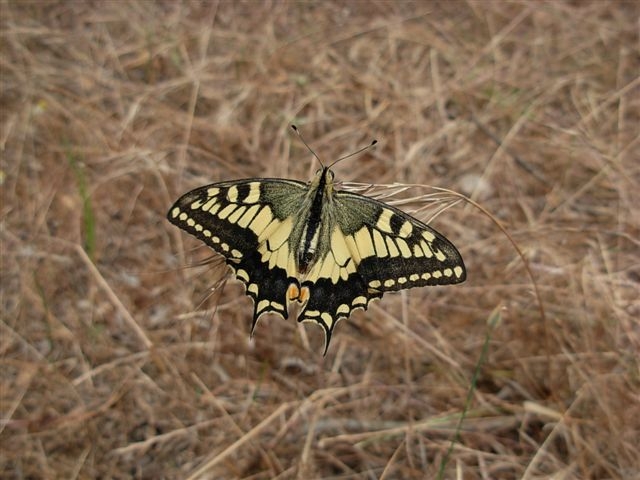 papilio machaon